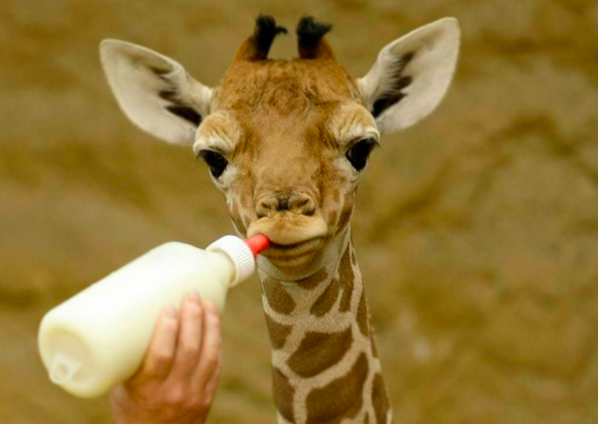 25 Jobs Where You Get To Work With Animals Stacker